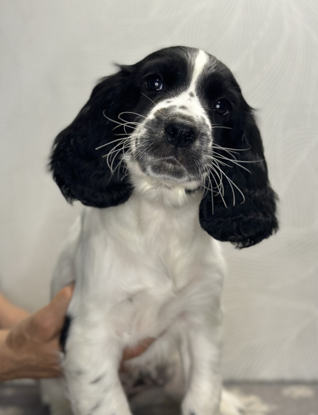 des Mille Epines - Chiots disponibles - English Springer Spaniel