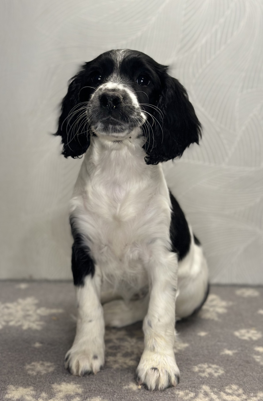 des Mille Epines - Chiots disponibles - English Springer Spaniel