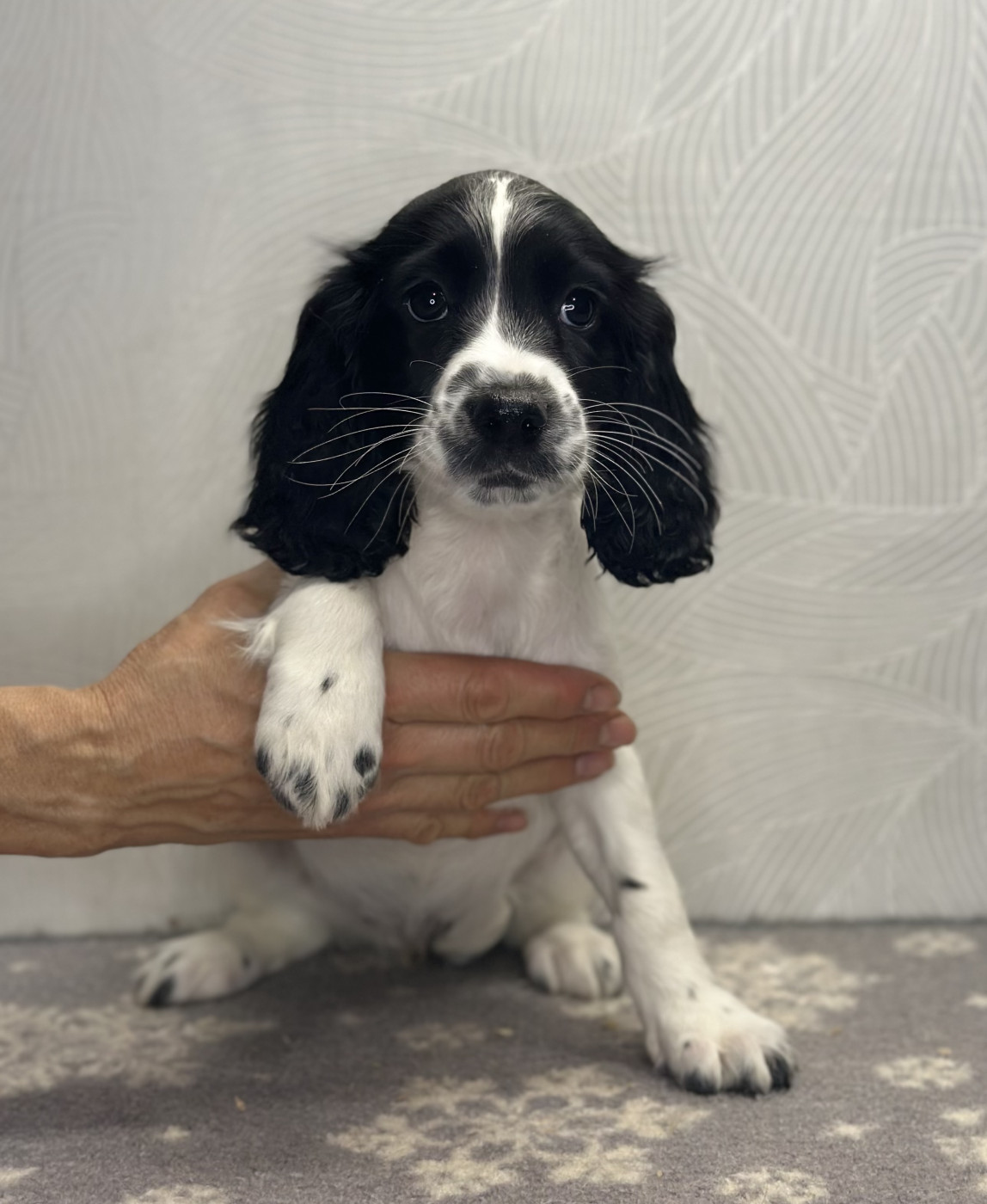 des Mille Epines - Chiots disponibles - English Springer Spaniel