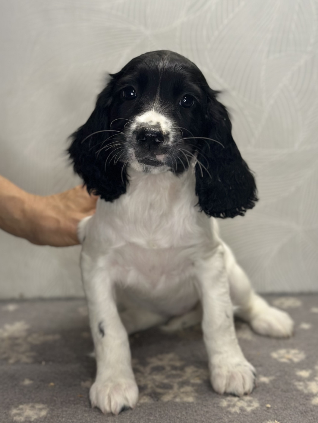 des Mille Epines - Chiots disponibles - English Springer Spaniel