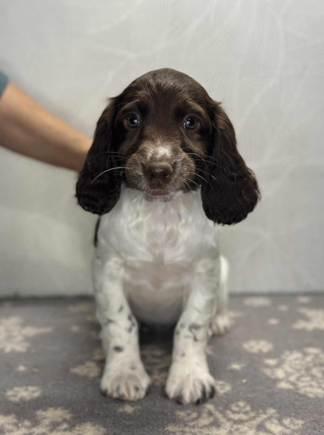 des Mille Epines - Chiots disponibles - English Springer Spaniel