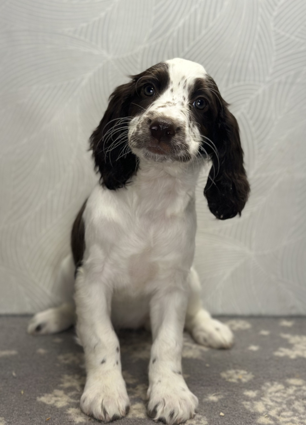 des Mille Epines - Chiots disponibles - English Springer Spaniel