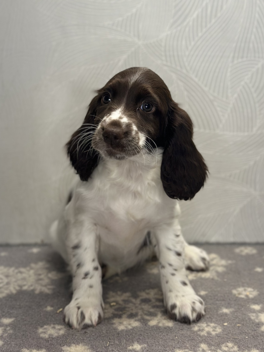 des Mille Epines - Chiots disponibles - English Springer Spaniel
