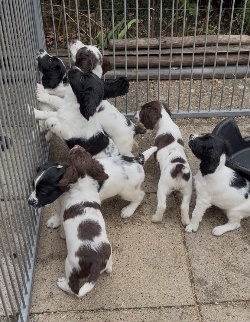 Chiot English Springer Spaniel des Mille Epines